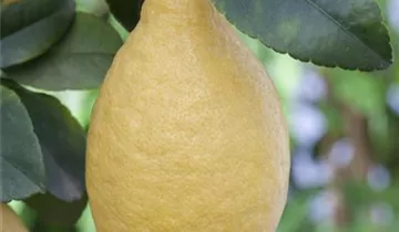1A Garten Krauss