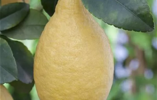 Citrus limon, Stamm