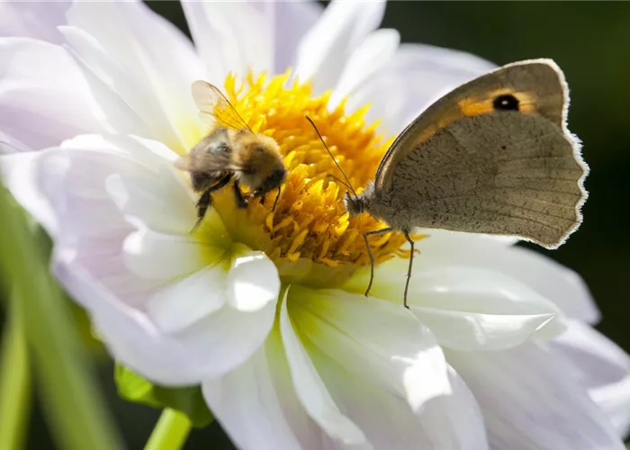 Bienenfreundliche Sommerblumen