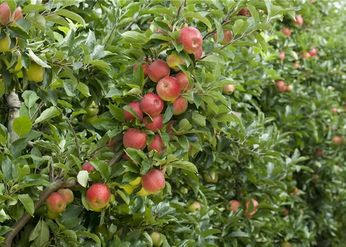 Klebefallen entfernen