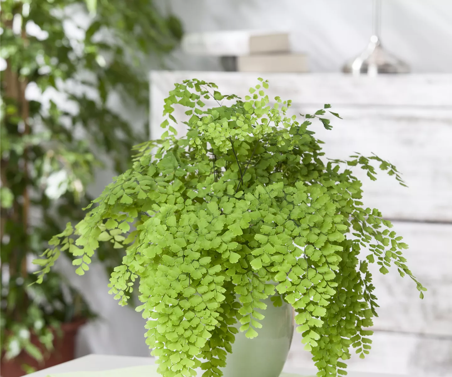 Palmen als Zimmerpflanzen