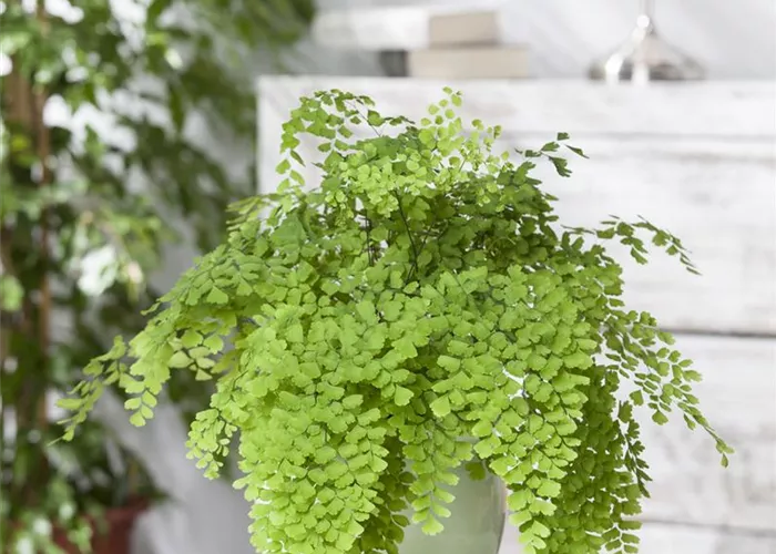 Palmen als Zimmerpflanzen