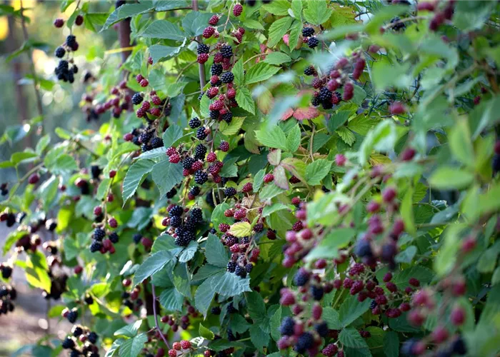 Brombeeren schneiden