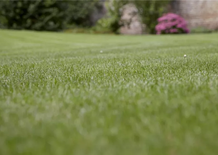 Die Wahl des Rasens