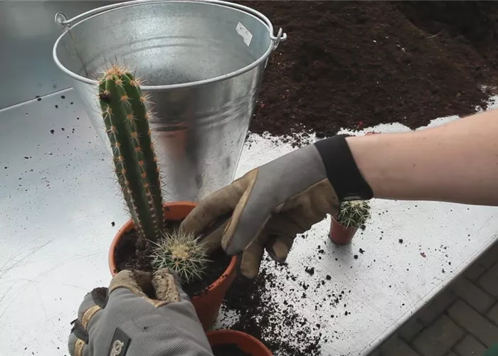 Kakteen - Einpflanzen in ein Gefäß