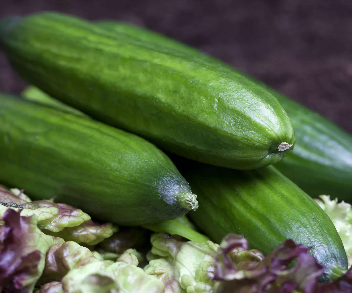 Gurken aus dem eigenen Garten