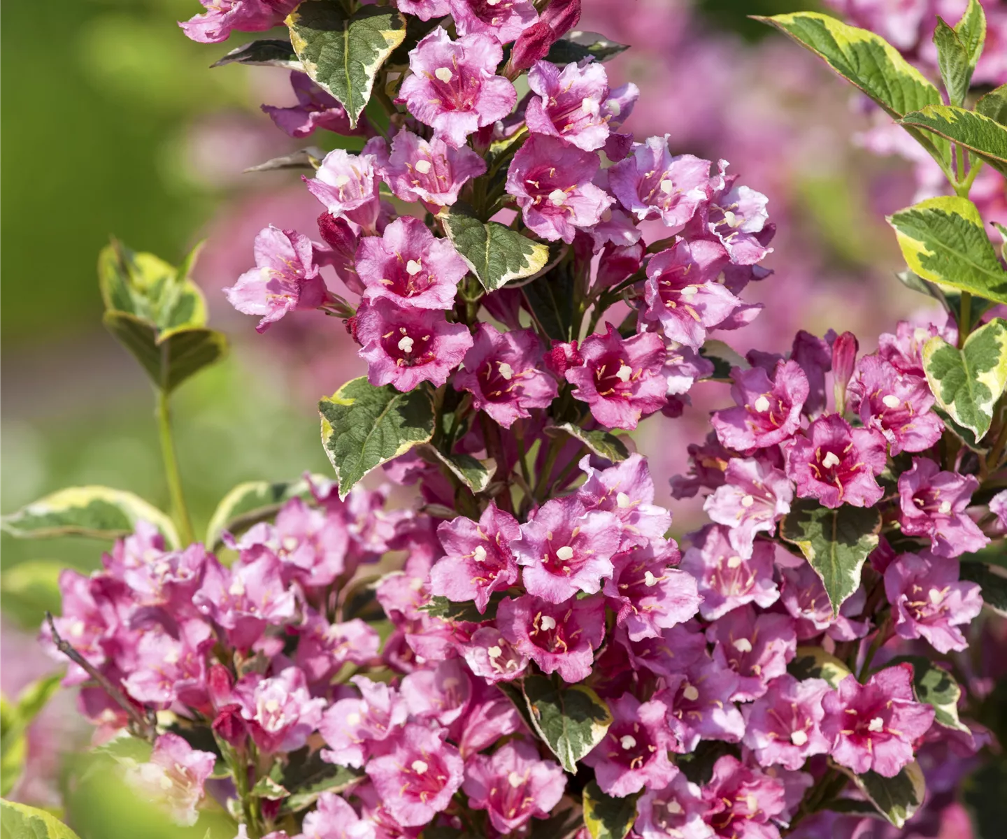 Pflegeleichte Gärten