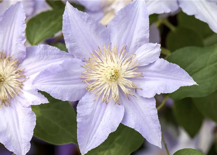 Clematis und Rosen gemeinsam pflanzen