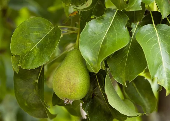 Veredelung von Obstbäumen