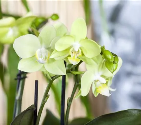 Exotik am Fensterbrett