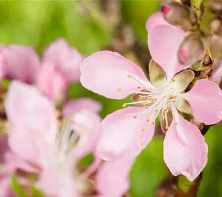 Nüsse und Schalenfrüchte aus Ihrem Garten