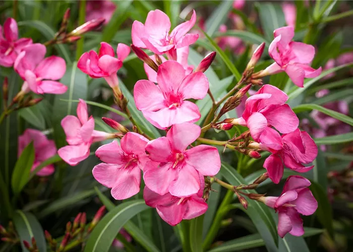 Oleander selber vermehren