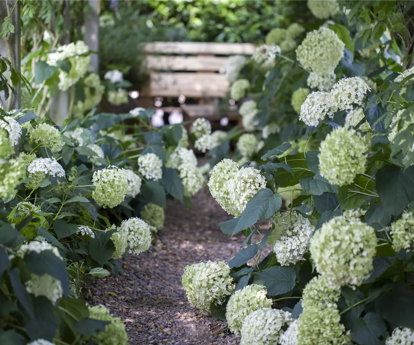 Schattengarten – Tipps zur Gestaltung Schattengarten – Tipps zur Gestaltung