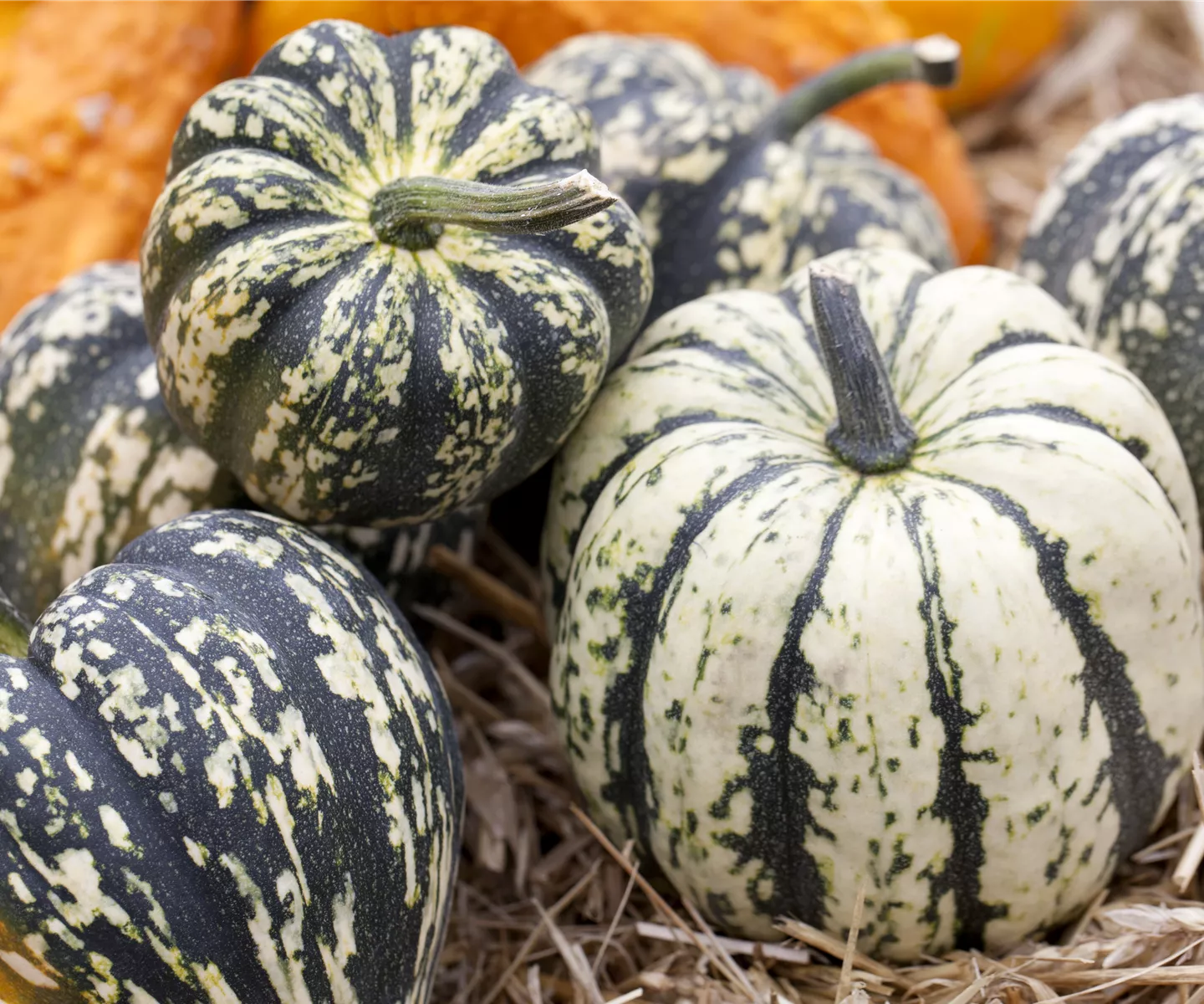 Reife Kürbisse ernten Reife Kürbisse ernten