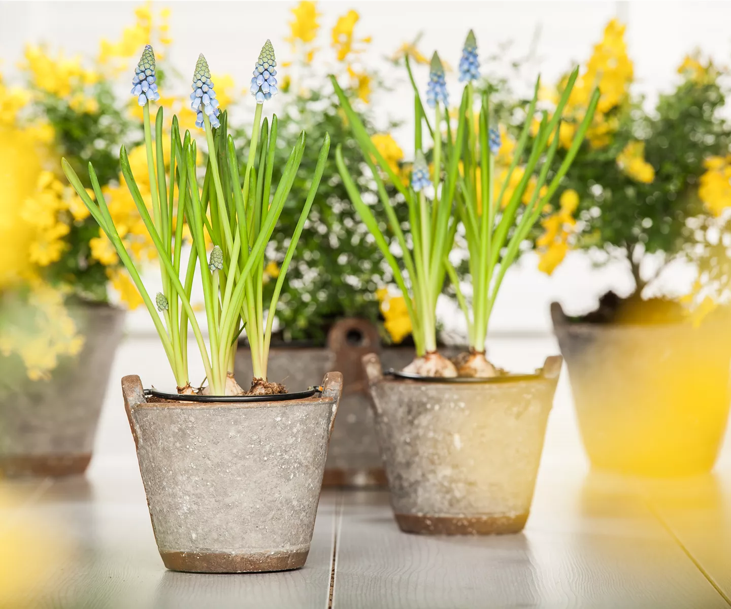 Zwiebeln pflanzen Zwiebeln pflanzen