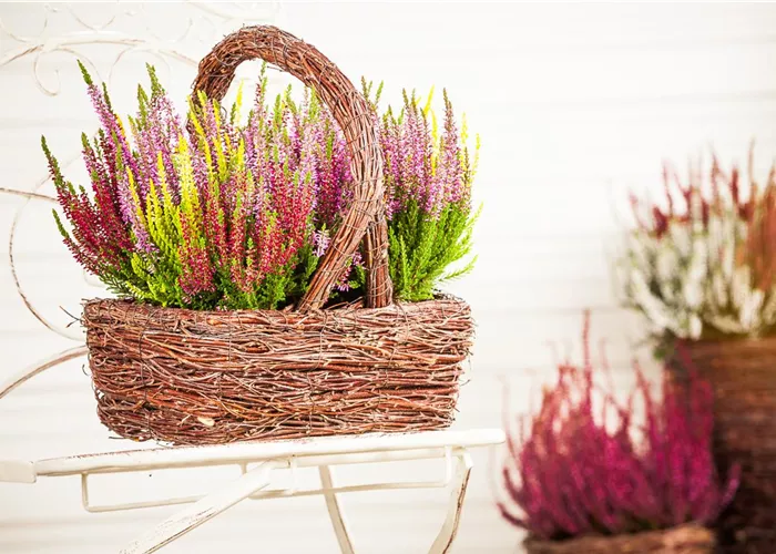 Den Herbst mit Heide und Chrysanthemen auf den Balkon holen