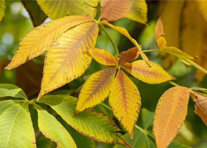 Was krabbelt und kriecht da im Kastanienlaub?